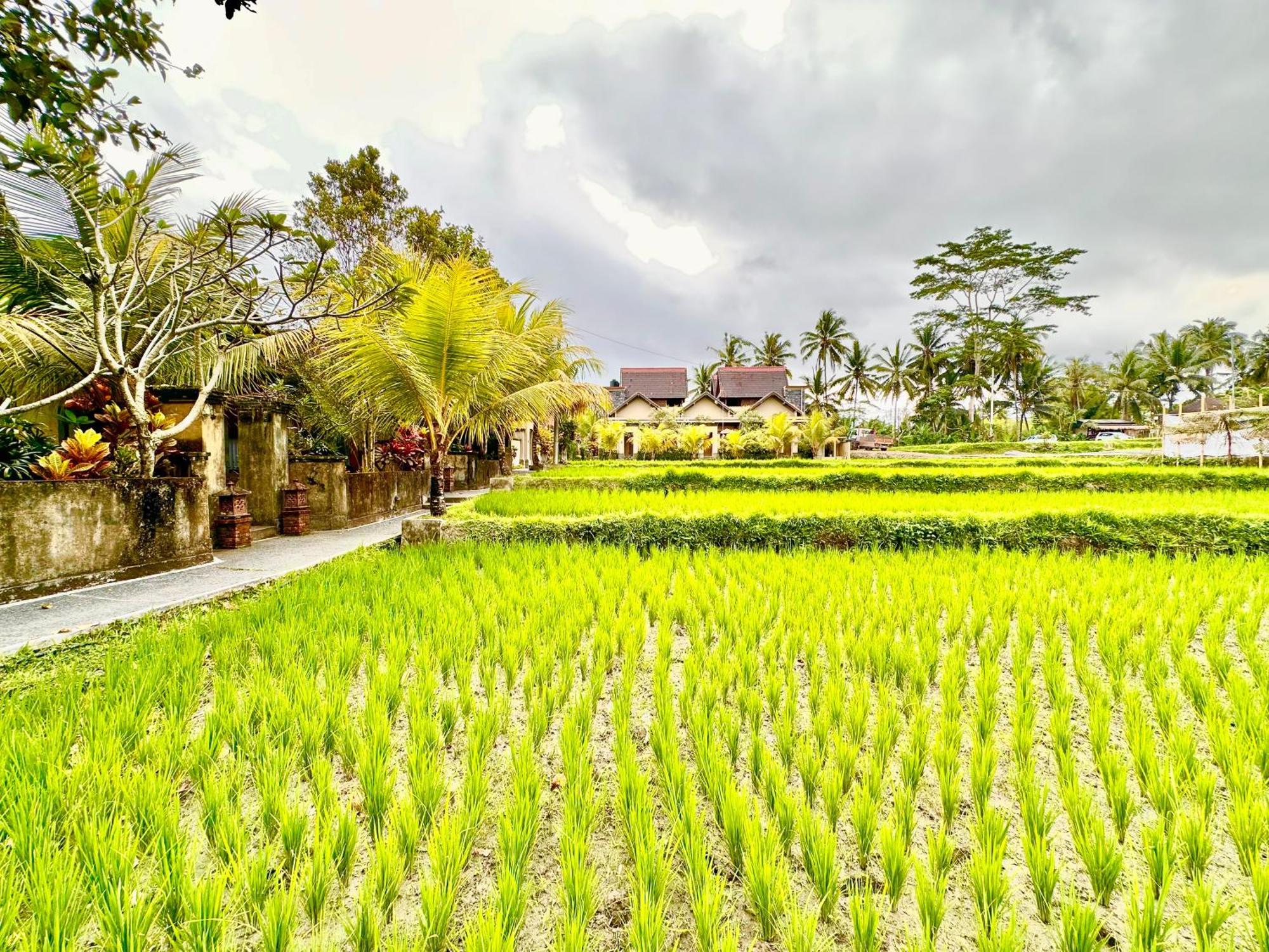 Dupa Ubud Luaran gambar