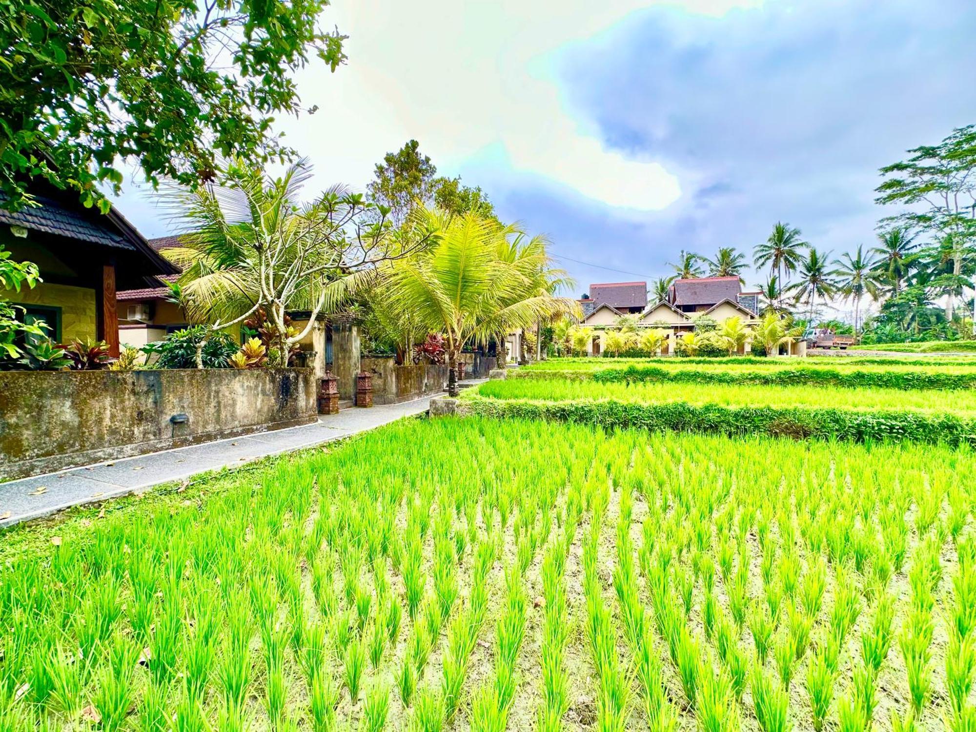 Dupa Ubud Luaran gambar