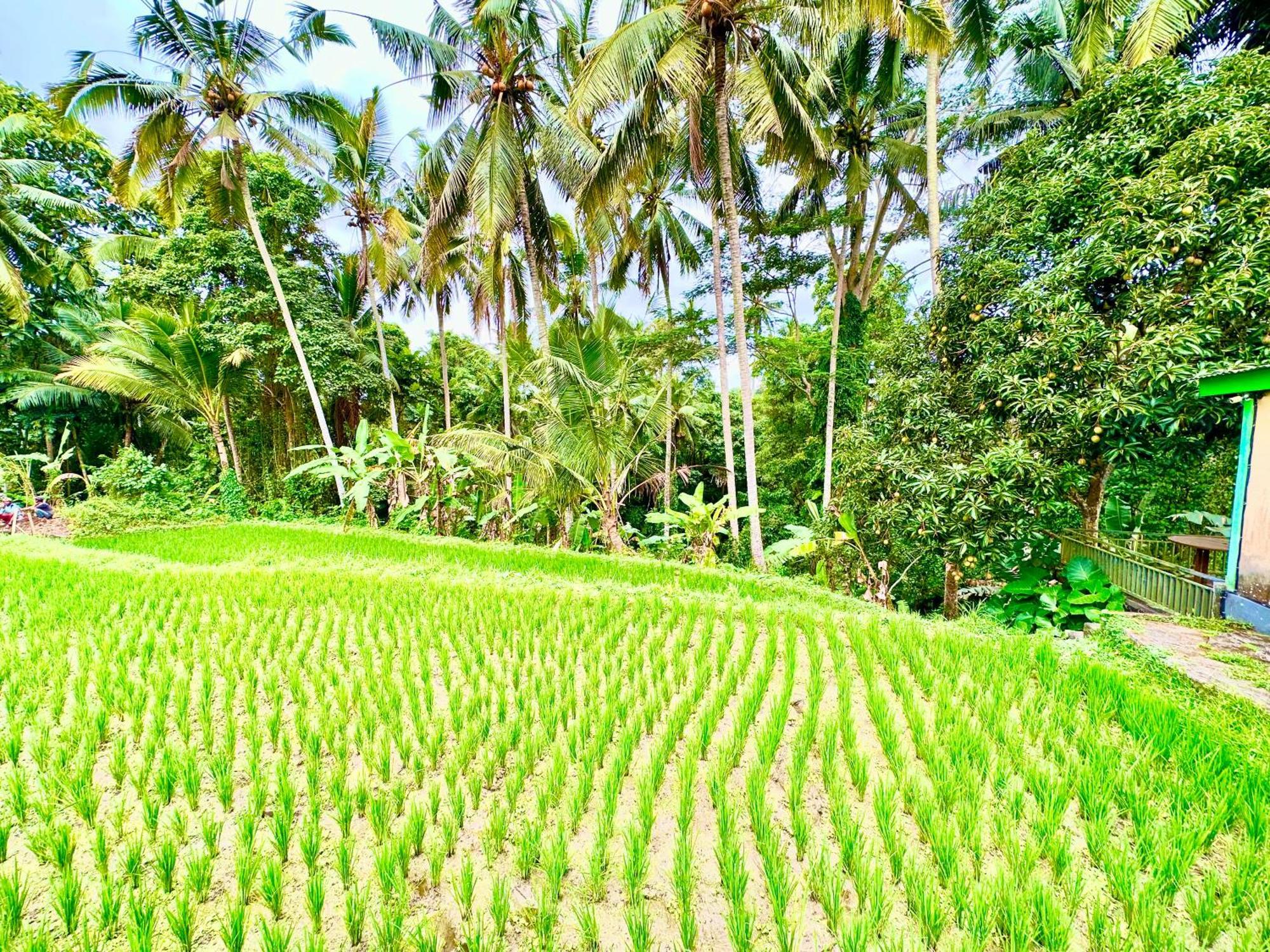 Dupa Ubud Luaran gambar